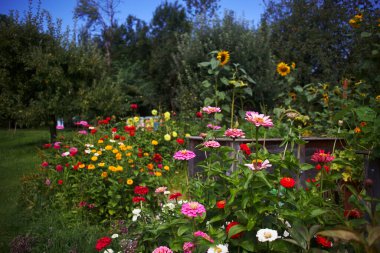 Çiçekli arka plan: mavi gökyüzüne karşı bahçede renkli yaz çiçekleri. Seçici odak                               