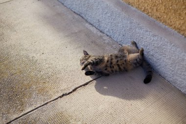 Şirin gri kedi sokakta kaldırımda yatıyor.