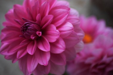 Çiçek arkaplanı: Yaz pembe çiçeğinin yakın çekimi