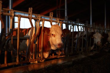 Hayvan portresi: Çiftlikteki ahırda inek resmi