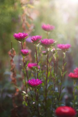 Bahçedeki güzel pembe çiçekler
