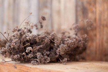 Bitkilerin ve kurumuş çiçeklerin sonbahar arkaplanı. Seçici odak