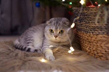 Sevimli İskoç Katlanan kedisi çelengin arkasına saklanıyor. Seçici odak