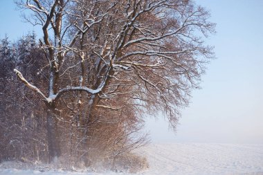 Ağaçlar ve karla kaplı büyülü kış manzarası