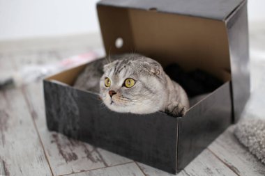 Sevimli İskoç Katlanan Kedi kutuda saklanıyor. Seçici odak