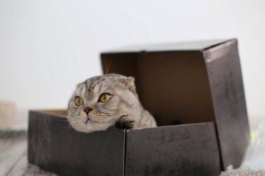 Şirin İskoç kedisi kutuda oturuyor. Seçici odak