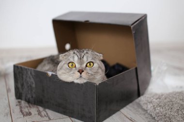 Şirin İskoç kedisi kutuda saklanıyor. Seçici odak