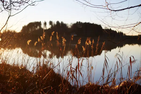 Nehir bitkileri suya yakın. seçici odak