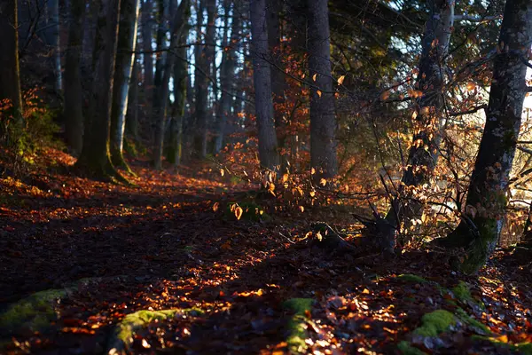 stock image Autumn mood: shadows of the setting sun on bare trees. Selective focus