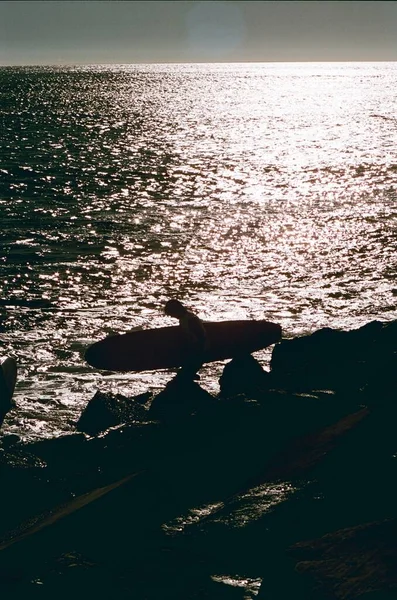 Analogt Foto Film Foto Surfare Med Bräda Havet Vatten Krusning — Stockfoto