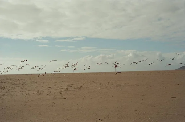 Vogelscharen Auf Sand Strand Der Nähe Des Ozeans Möwen — Stockfoto