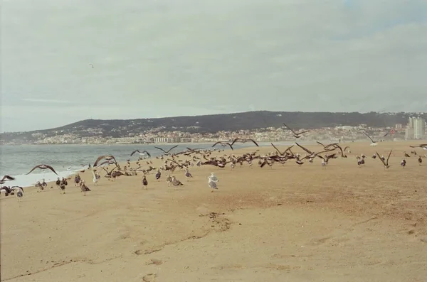 Vogelscharen Auf Sand Strand Der Nähe Des Ozeans Möwen — Stockfoto