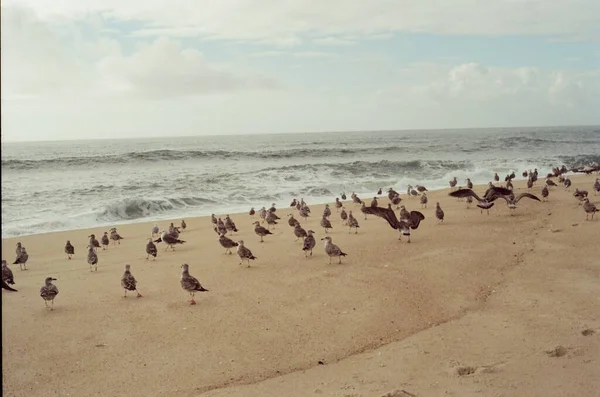 Bando Pássaros Areia Praia Perto Oceano Gaivotas — Fotografia de Stock