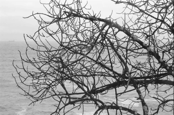 Tree Branches Ocean Sky Flora Environment Black White Film Photo — Stock Photo, Image