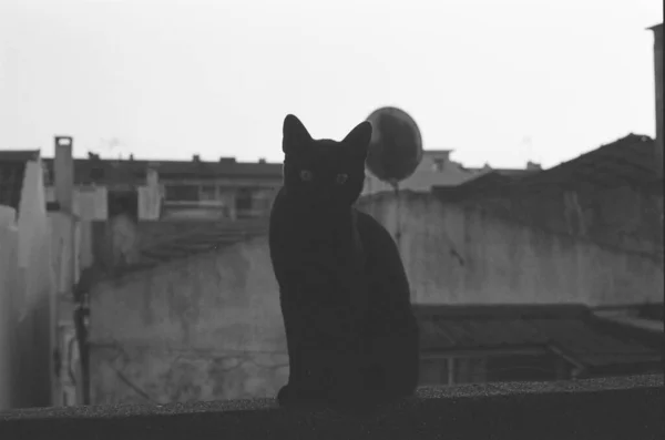 Black White Silhouette Cat Street — Stock Photo, Image