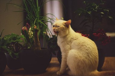 analog 35mm film photo of white cat eating plant leaves  