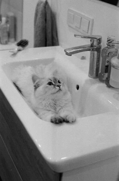 Biały Kot Umywalce Czarno Białe Zdjęcie — Zdjęcie stockowe