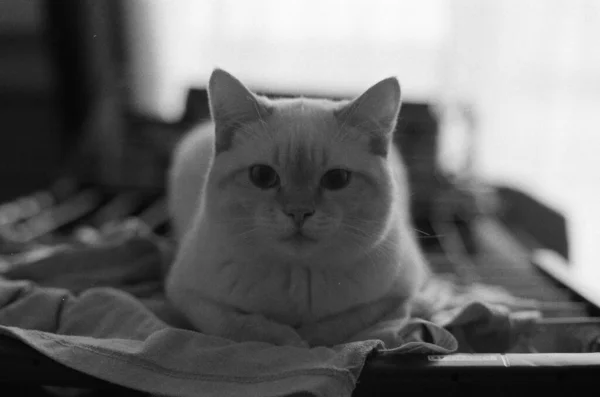 Black White Film Photo White Cat Indoors — Fotografia de Stock
