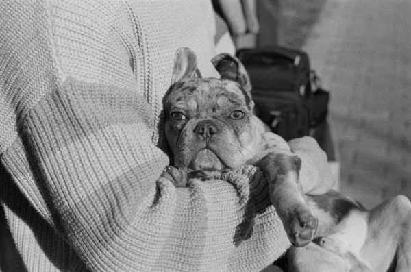 black and white photo of bulldog dog in human hands
