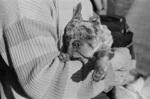 black and white photo of bulldog dog in human hands