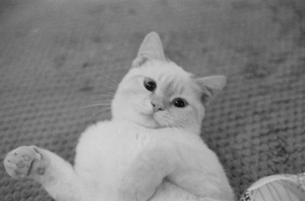 Black White Film Photo White Cat Indoors — Stok fotoğraf