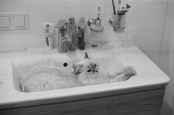 Біла Кішка Раковині Ванни Чорно Біле Фото — стокове фото