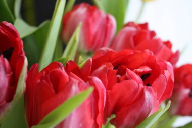 Güzel bir buket lale, çiçekler, bahar çiçekleri 