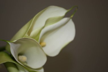 Kalla çiçekleri gri duvara karşı