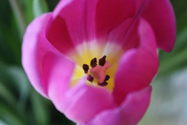 Bela Tulipa Flor Pétalas Primavera Flora — Fotografia de Stock