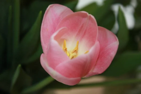 Piękne Płatki Kwiatów Tulipan Wiosna Flora — Zdjęcie stockowe