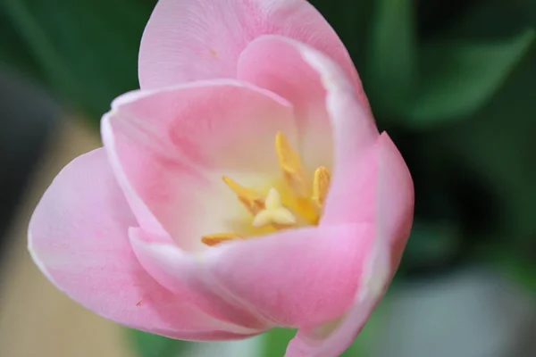 Belle Fleur Tulipe Pétales Printemps Flore — Photo