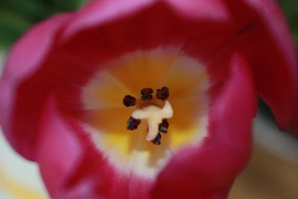 Beautiful Tulip Flower Petals Spring Flora — Stock Photo, Image