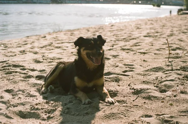 Hund Sandstrand Liegend Kiew Ukraine — Stockfoto