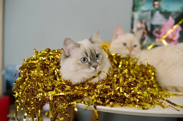 황금색 장식을 고양이 — 스톡 사진