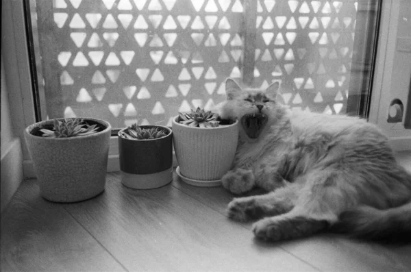 Kucing Menguap Hitam Dan Putih Foto Analog 35Mm Foto Film — Stok Foto