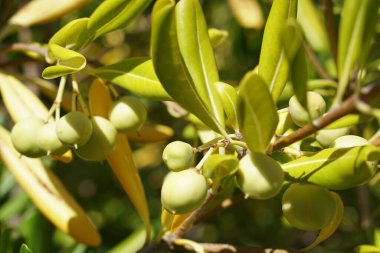 Taze yeşil zeytin ağacının yanına. Çalı ağacında meyveler 