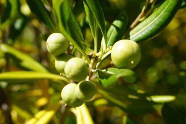 Taze yeşil zeytin ağacının yanına. Çalı ağacında meyveler 