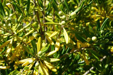 Taze yeşil zeytin ağacının yanına. Çalı ağacında meyveler 