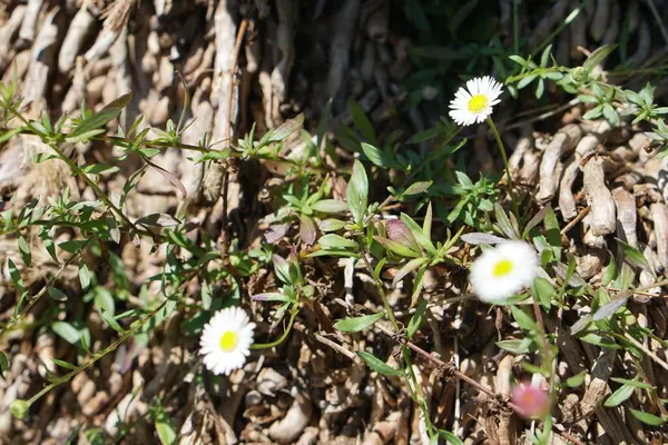 Pequenas Flores Margarida Jardim — Fotografia de Stock