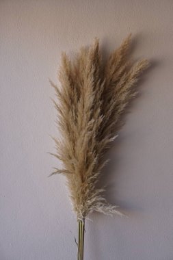 Kurumuş otlar, bej rengi bitkiler. 