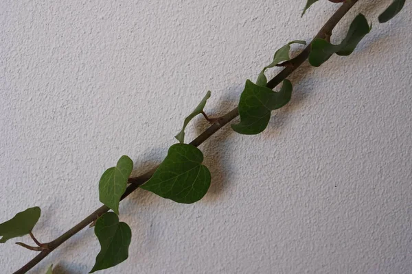 Borostyán Növény Levelek Egy Fehér Falon — Stock Fotó