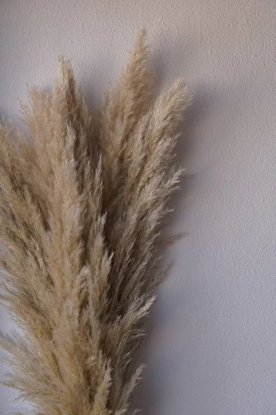 乾燥パン草 ベージュ色の植物 — ストック写真