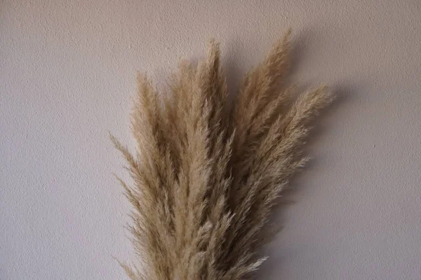 乾燥パン草 ベージュ色の植物 — ストック写真