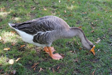 Yeşil çimenlikteki kaz 