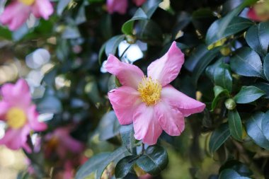  Kamelya Sasanqua. Yeşil yapraklı pembe çiçek yaprakları 