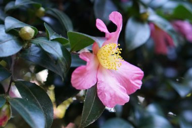  Kamelya Sasanqua. Yeşil yapraklı pembe çiçek yaprakları 