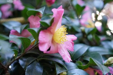  Kamelya Sasanqua. Yeşil yapraklı pembe çiçek yaprakları 