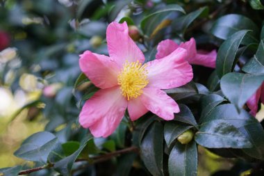 Kamelya Sasanqua. Yeşil yapraklı pembe çiçek yaprakları 