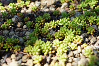 Küçük yeşil sulu çiçekler, çiçek deseni. 