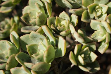 Küçük yeşil sulu çiçekler, çiçek deseni. 